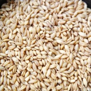 Barley Grain