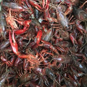 Crawfish / Crayfish