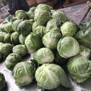 Fresh Cabbages