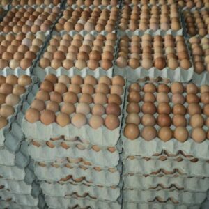 Fresh Table Eggs