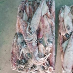 Frozen Loligo Squid