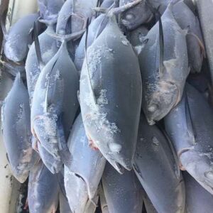 Frozen Tuna