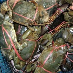 Live & Frozen Crabs