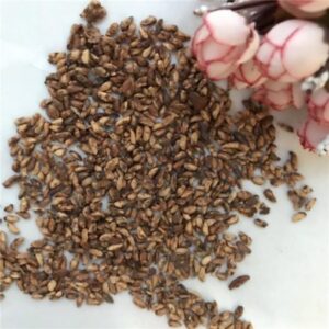 Pomegranate Seed
