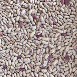 Speckled Sugar Beans