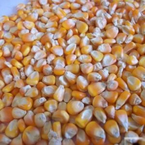 Yellow & White Corn